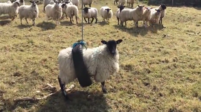 Con cừu ngồi xích đu lốp: Hội bảo vệ động vật giận dữ, Internet bảo nó chơi vui thế còn gì - Ảnh 3.