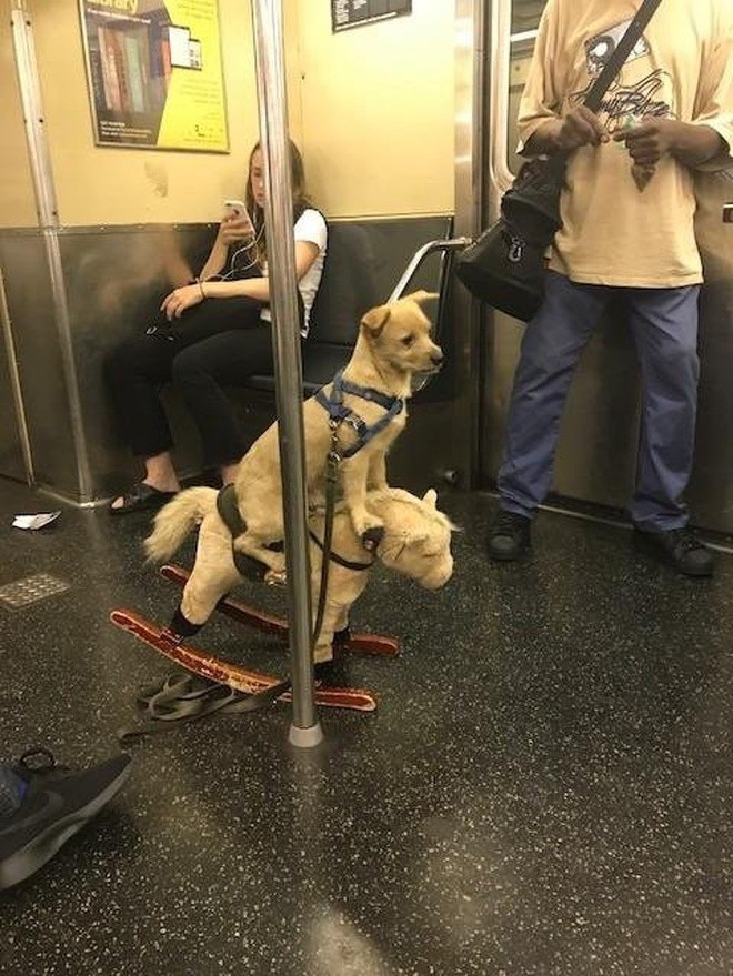 [Vui] 20 bức ảnh sẽ chứng minh cho bạn thấy: Thế giới trên tàu điện ngầm luôn ngập tràn những điều kỳ lạ - Ảnh 10.