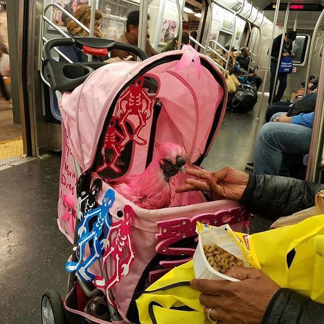 [Vui] 20 bức ảnh sẽ chứng minh cho bạn thấy: Thế giới trên tàu điện ngầm luôn ngập tràn những điều kỳ lạ - Ảnh 12.