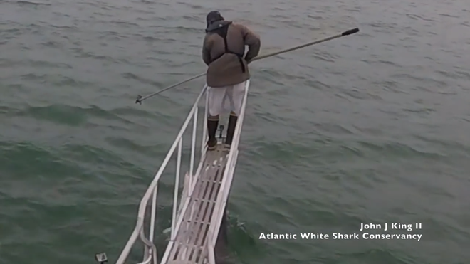 [Video] Cá mập trắng vọt lên khỏi mặt nước, định đớp nhà nghiên cứu đang đứng trên thuyền - Ảnh 1.