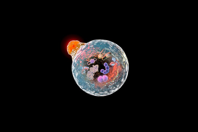 Sách giáo khoa sinh học sẽ có thêm bài mới, sau khi các nhà khoa học đo được tốc độ chết của tế bào - Ảnh 2.