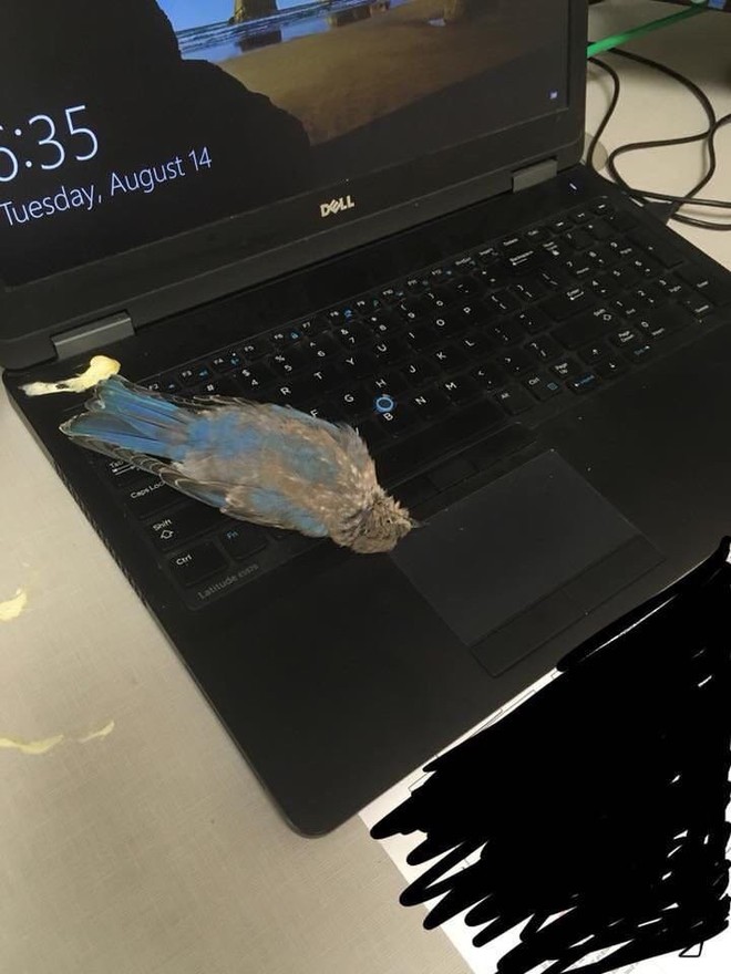 Đang yên đang lành, con chim bỗng bay vèo qua cửa sổ, đi nặng lên laptop của một redditor rồi lăn ra chết - Ảnh 1.