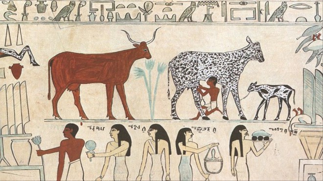 Phô mai 3.200 năm trong lăng mộ Ai Cập bị nguyền bằng vi khuẩn chết người - Ảnh 1.