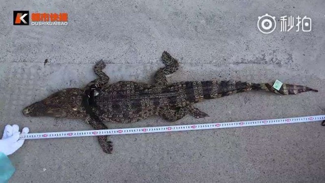 Trung Quốc: Đặt hàng thực phẩm chức năng qua mạng, nhận được hẳn một con cá sấu dài cả mét - Ảnh 2.