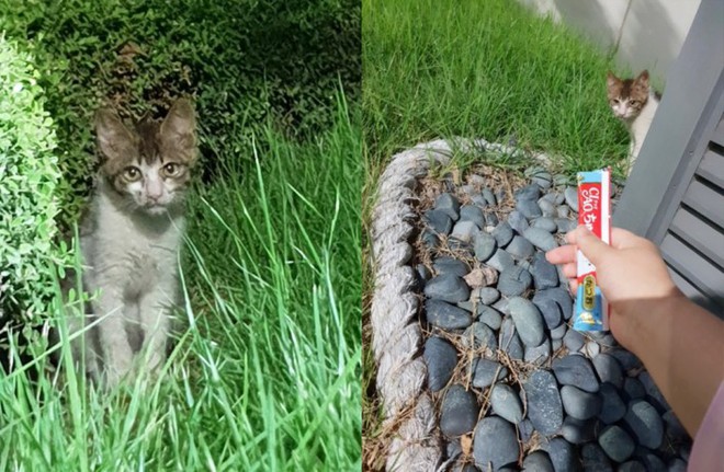 Chú mèo con tội nghiệp đã được giải cứu tại Thành phố kỹ thuật số của Samsung như thế nào - Ảnh 1.