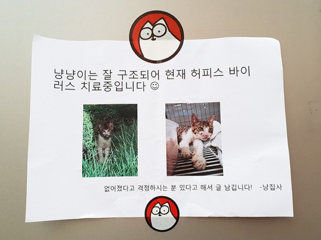 Chú mèo con tội nghiệp đã được giải cứu tại Thành phố kỹ thuật số của Samsung như thế nào - Ảnh 9.