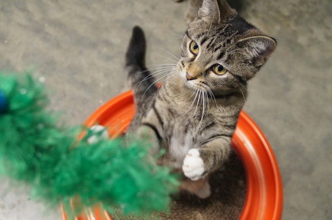 Phòng nghiên cứu chuẩn 5 sao cho mèo hoang tại Mỹ: vui chơi, ăn no ngủ ấm cả ngày rồi chờ bị đem ra thí nghiệm triệt sản - Ảnh 3.