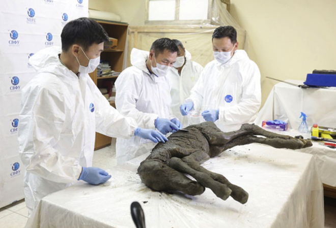 Tìm thấy xác ngựa non tuổi đời 40.000 năm vẫn còn gần như nguyên vẹn tại Siberia - Ảnh 1.