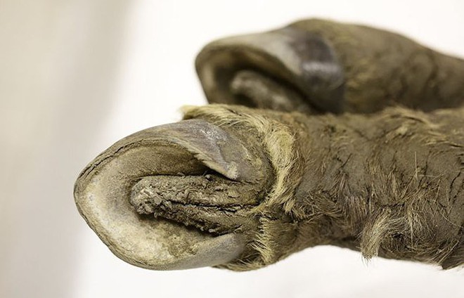 Tìm thấy xác ngựa non tuổi đời 40.000 năm vẫn còn gần như nguyên vẹn tại Siberia - Ảnh 3.