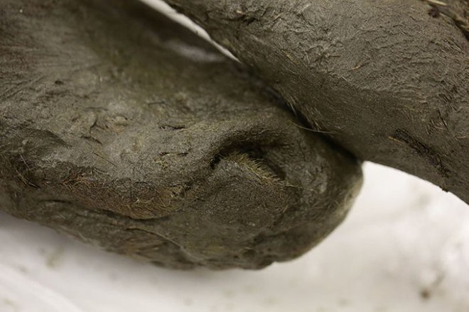 Tìm thấy xác ngựa non tuổi đời 40.000 năm vẫn còn gần như nguyên vẹn tại Siberia - Ảnh 4.
