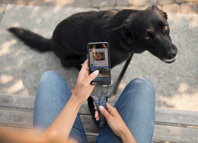 Chuyên gia cho biết, cún nhà bạn sẽ rất buồn nếu chủ của chúng suốt ngày dán mắt vào màn hình điện thoại - Ảnh 2.