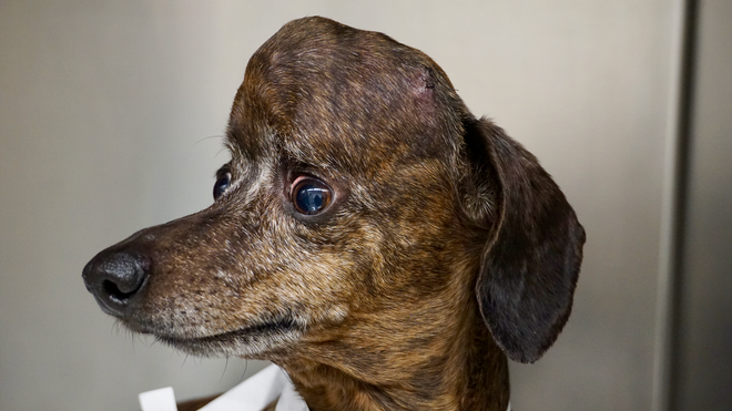 Mỹ: Cô chó bị ung thư não được cứu sống nhờ hộp sọ titan in 3D - Ảnh 1.