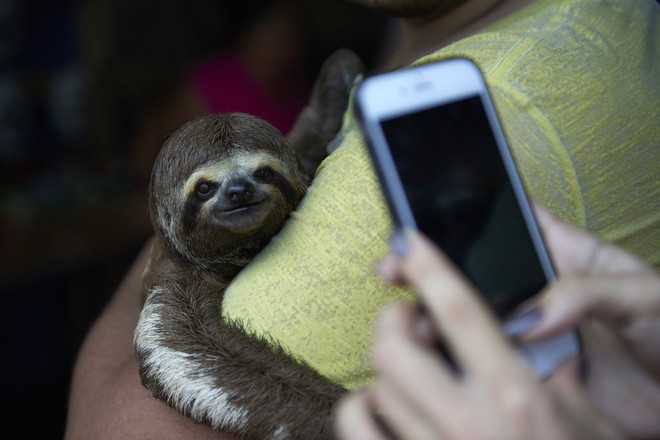 Chụp ảnh selfie cùng động vật hoang dã? Có thể bạn đang ngược đãi chúng mà không hề hay biết - Ảnh 5.