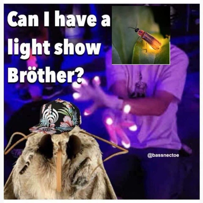 Nguồn gốc của loạt meme bướm đêm và chiếc đèn đang khuynh đảo Internet - Ảnh 9.