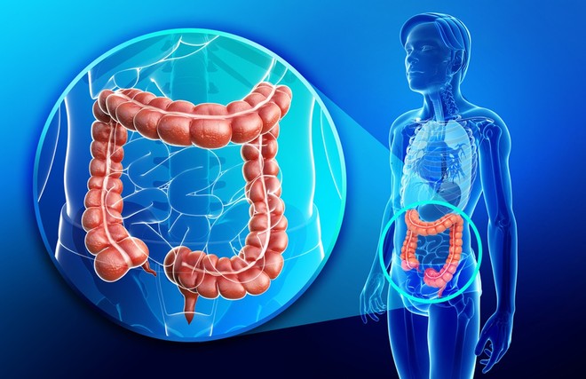  Nghiên cứu có thể phát triển để giải thích tại sao ăn nhiều chất xơ giúp giảm thiểu ung thư đại tràng 