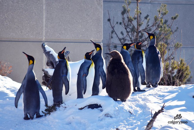 Ở Canada, trời lạnh đến mức sở thú nơi đây phải đưa chim cánh cụt vào trong nhà tránh rét - Ảnh 1.