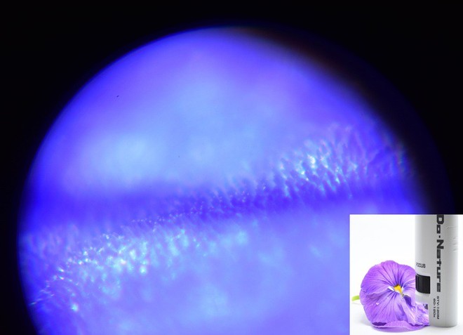  Cấu trúc của một cánh hoa cũng có thể được quan sát bằng chiếc kính hiển vi này. 