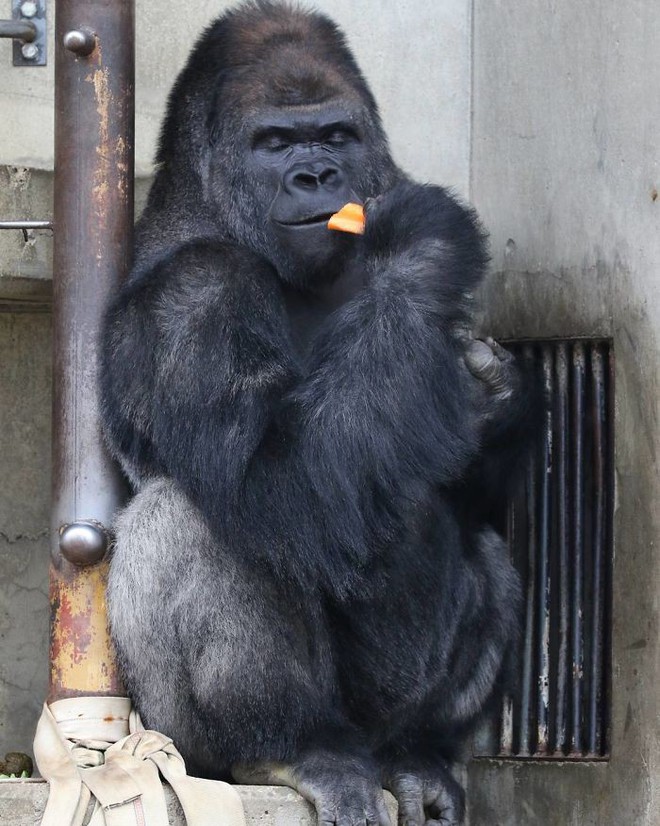 Đây là chú khỉ đột đẹp trai nhất Nhật Bản, được ví như George Clooney, Steve Jobs của thế giới động vật - Ảnh 8.