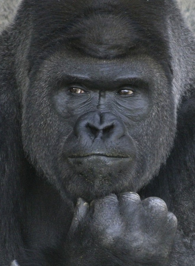 Đây là chú khỉ đột đẹp trai nhất Nhật Bản, được ví như George Clooney, Steve Jobs của thế giới động vật - Ảnh 11.