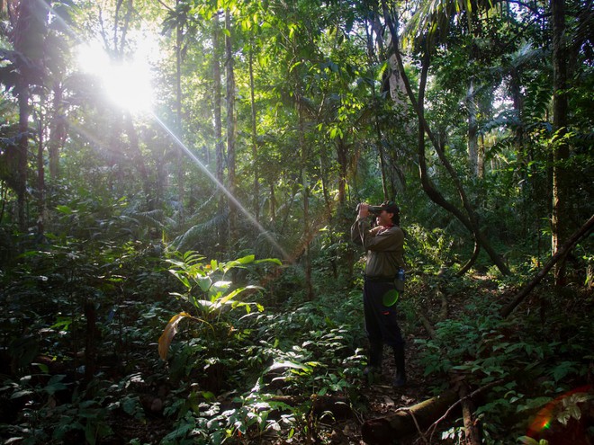  Và còn rất nhiều tổ chức, cá nhân đang ra sức bảo vệ lá phổi xanh của Trái Đất, giúp kỳ quan này vẫn mãi mãi tồn tại. Trong ảnh: Một hướng dẫn viên đang dùng ống nhòm quan sát khỉ trong công viên quốc gia Manu ở Madre De Dios (Peru). 