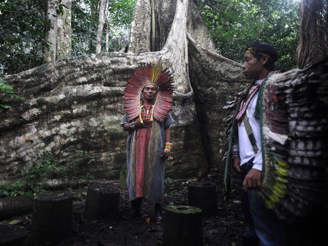  Rừng Amazon cũng là nơi trú ngụ của 350 ngôi làng của các bộ tộc, như bộ tộc Huni Kui Indian. Trong ảnh là một thầy tế đang thực hiện nghi lễ cho samuma, một loài cây thiêng của tộc này tại làng Novo Segredo, Brazil. 