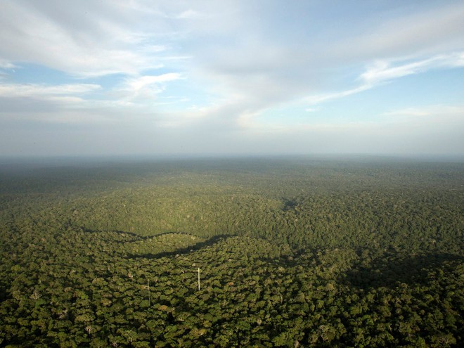  Rừng Amazon có tổng diện tích gấp đôi Ấn Độ. Trong ảnh: Cái nhìn bao quát Amazon từ Tháp quan sát ở Sao Sebastiao do Uatuma, Brazil 