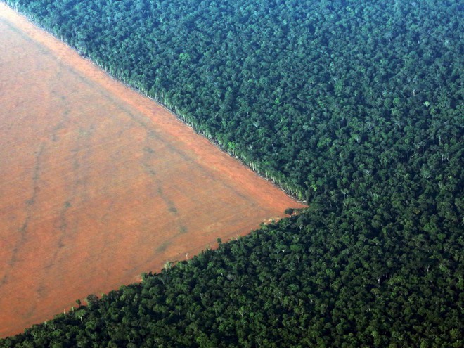  Một phần rừng Amazon thuộc bang Mato Gross (Brazil) bị phá để làm đất trồng đậu nành. 