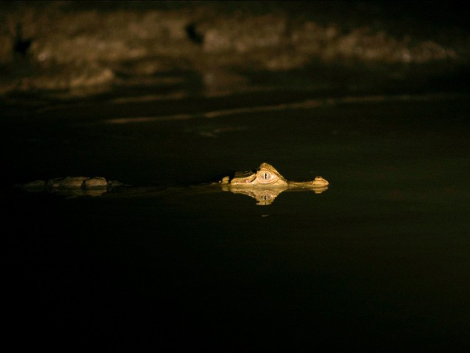  Số khác, như con cá sấu caiman trắng này, là một bậc thầy ẩn mình. 