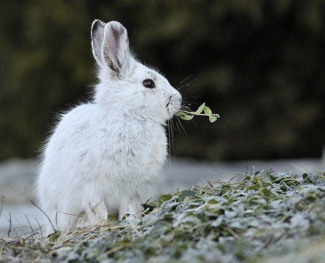 Video ghi lại cảnh thỏ ăn thịt đồng loại làm bất ngờ giới khoa học - Ảnh 1.