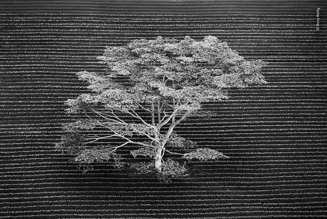 Cùng ngắm những tấm ảnh đẹp nhất trong cuộc thi The Wildlife Photographer of the Year 2018 - Ảnh 1.