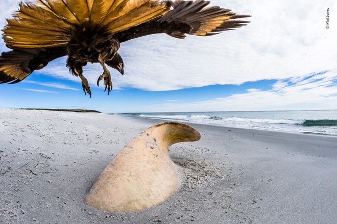 Cùng ngắm những tấm ảnh đẹp nhất trong cuộc thi The Wildlife Photographer of the Year 2018 - Ảnh 15.