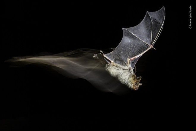 Cùng ngắm những tấm ảnh đẹp nhất trong cuộc thi The Wildlife Photographer of the Year 2018 - Ảnh 19.