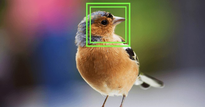Công nghệ nhận dạng khuôn mặt đã được nhà khoa học này áp dụng cho…chim - Ảnh 1.