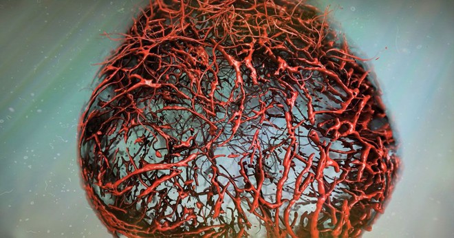 Lần đầu tiên các nhà khoa học nuôi được hệ mạch máu người hoàn hảo trong phòng thí nghiệm - Ảnh 1.