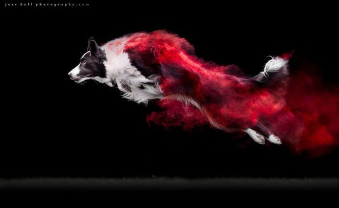 Nhiếp ảnh sáng tạo: Chụp hình chó cưng với bột màu theo phong cách Color Me Run - Ảnh 1.