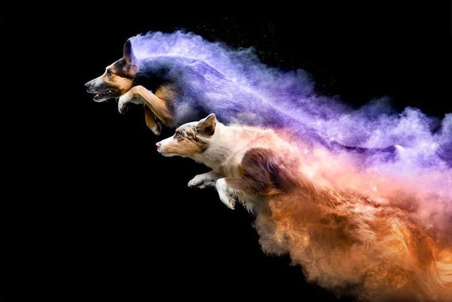 Nhiếp ảnh sáng tạo: Chụp hình chó cưng với bột màu theo phong cách Color Me Run - Ảnh 2.