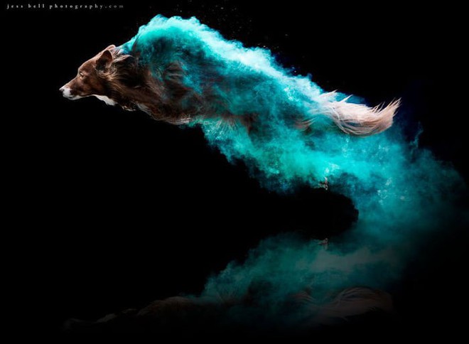 Nhiếp ảnh sáng tạo: Chụp hình chó cưng với bột màu theo phong cách Color Me Run - Ảnh 3.
