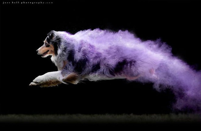 Nhiếp ảnh sáng tạo: Chụp hình chó cưng với bột màu theo phong cách Color Me Run - Ảnh 6.