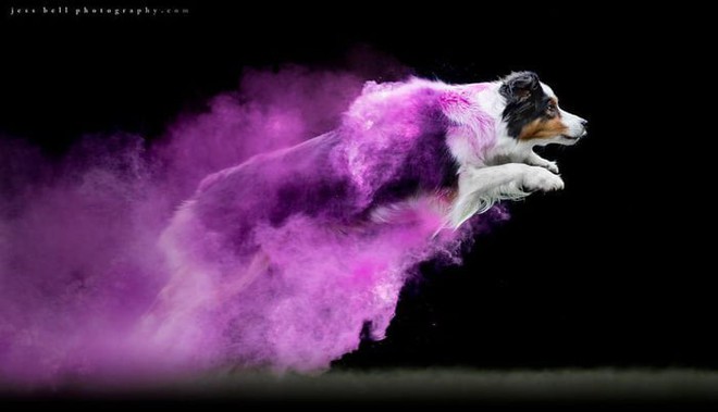 Nhiếp ảnh sáng tạo: Chụp hình chó cưng với bột màu theo phong cách Color Me Run - Ảnh 10.