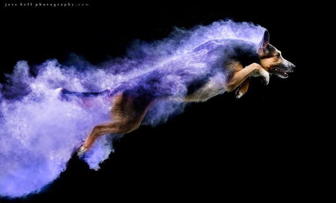 Nhiếp ảnh sáng tạo: Chụp hình chó cưng với bột màu theo phong cách Color Me Run - Ảnh 11.