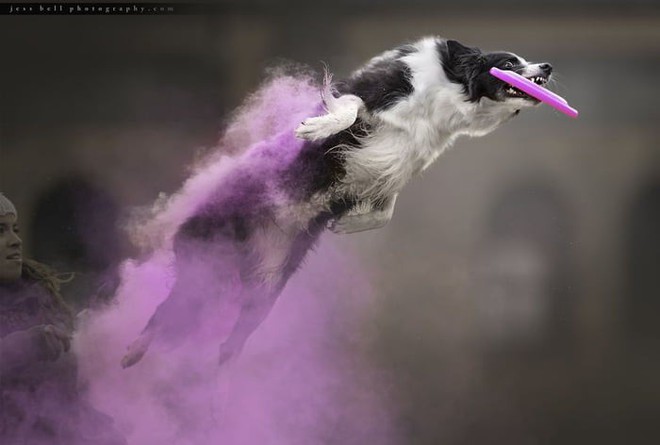 Nhiếp ảnh sáng tạo: Chụp hình chó cưng với bột màu theo phong cách Color Me Run - Ảnh 12.