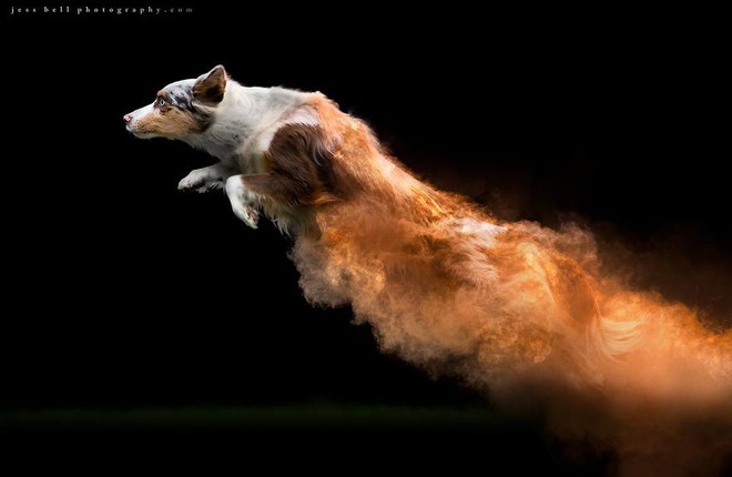 Nhiếp ảnh sáng tạo: Chụp hình chó cưng với bột màu theo phong cách Color Me Run - Ảnh 7.