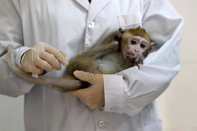 Các nhà khoa học Trung Quốc lại vừa nhân bản thành công 5 con khỉ biến đổi gen đầu tiên trên thế giới - Ảnh 3.