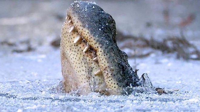 Loài cá sấu tồn tại trên Trái Đất cả triệu năm rồi, phương pháp cho phép chúng sống dai như vậy là đây - Ảnh 1.