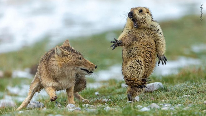 Bức ảnh tên sói dọa hú hồn chú sóc nhận Giải Nhất cuộc thi Nhiếp ảnh động vật hoang dã 2019 - Ảnh 1.