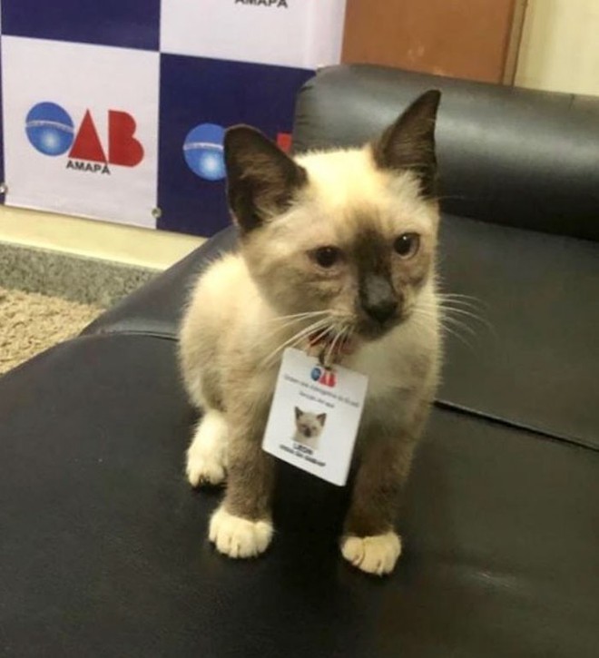 Boss mèo mặt dày lởn vởn ở văn phòng Hiệp hội Luật sư Brazil suốt 1 tuần liền, sau đấy được nhận vào làm chính thức luôn - Ảnh 1.