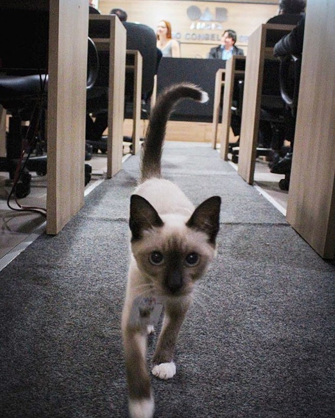Boss mèo mặt dày lởn vởn ở văn phòng Hiệp hội Luật sư Brazil suốt 1 tuần liền, sau đấy được nhận vào làm chính thức luôn - Ảnh 9.