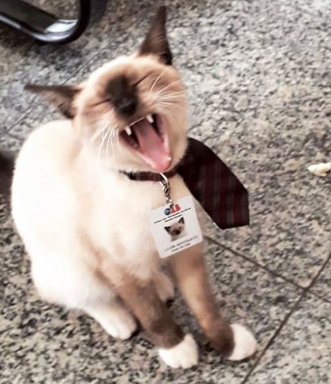 Boss mèo mặt dày lởn vởn ở văn phòng Hiệp hội Luật sư Brazil suốt 1 tuần liền, sau đấy được nhận vào làm chính thức luôn - Ảnh 11.