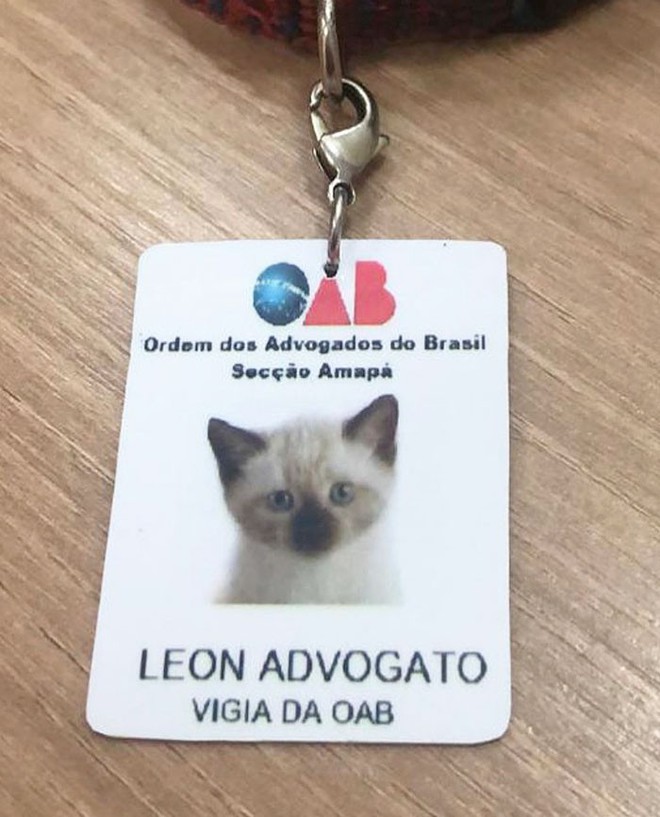 Boss mèo mặt dày lởn vởn ở văn phòng Hiệp hội Luật sư Brazil suốt 1 tuần liền, sau đấy được nhận vào làm chính thức luôn - Ảnh 3.