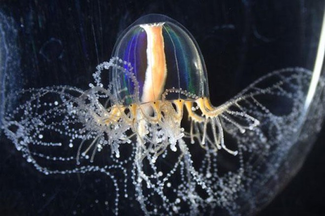 Giải mã siêu năng lực của loài sứa: Tại sao chúng có thể mọc lại phần cơ thể đã mất? - Ảnh 1.